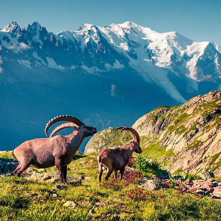 Alpstuga Mazot De L'ours - Happy Chamonix